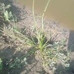 Cyperus difformis Likasa