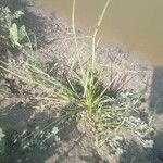 Cyperus difformis Листок