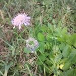 Knautia integrifolia Flower