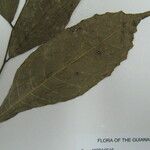 Sorocea muriculata Arall