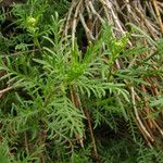 Achillea chamaemelifolia عادت داشتن