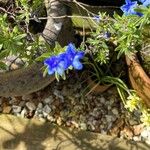 Glandora prostrata 花