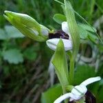 Ophrys fuciflora മറ്റ്