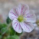 Erodium corsicum Çiçek