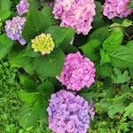 Hydrangea macrophyllaÇiçek