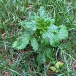 Potentilla norvegica পাতা