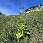 Cicerbita alpina Habitat