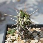 Euphorbia schizacantha Liść