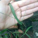 Digitaria ciliaris 花