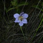 Cipura campanulata Blüte