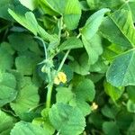 Medicago arabicaപുഷ്പം