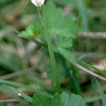 Geranium homeanum Агульны выгляд