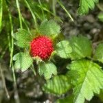 Potentilla indica Fruit