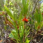 Ernodea littoralis Hábito
