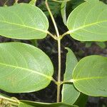 Stigmaphyllon ellipticum Hoja