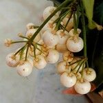 Ardisia crenata Fruit