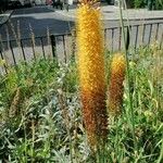 Eremurus stenophyllus Flower