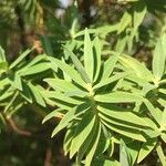 Hypericum lanceolatum Leaf