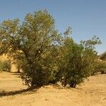 Boscia senegalensis Habit