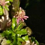 Veltheimia bracteata Fiore