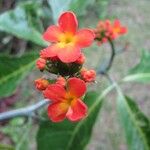Psiguria triphylla Квітка