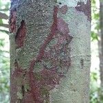 Pouteria sagotiana Rusca