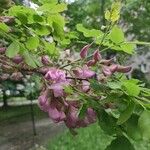 Robinia hispida Blomst