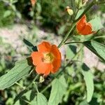 Sphaeralcea incana Flower