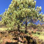 Pinus hartwegii Листок