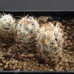 Escobaria minima Hábito