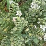 Borago pygmaea 花
