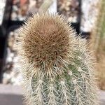 Cleistocactus variispinus List