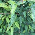 Carpinus japonica ഇല