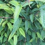 Carpinus japonica Leaf