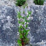 Epilobium duriaei Liść