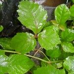 Rubus hispidus Leaf