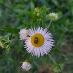 Erigeron strigosus Λουλούδι