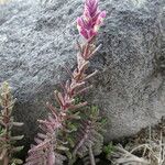 Neobartsia laniflora Hábito