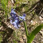 Hyacinthoides × massartiana Flors
