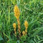 Orobanche elatior Hábito