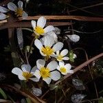 Ranunculus penicillatus Blomma