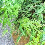 Adiantum diaphanum ശീലം