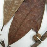Ficus maroniensis Diğer