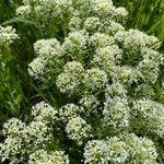 Lepidium draba Квітка