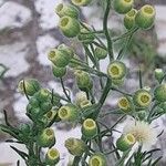 Conyza bonariensis 果