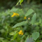 Impatiens noli-tangere Fiore