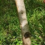 Betula populifolia Bark