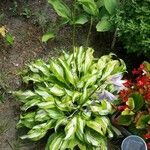 Hosta plantagineaLevél