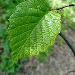 Corylus avellanaLeaf