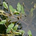 Potamogeton × variifolius